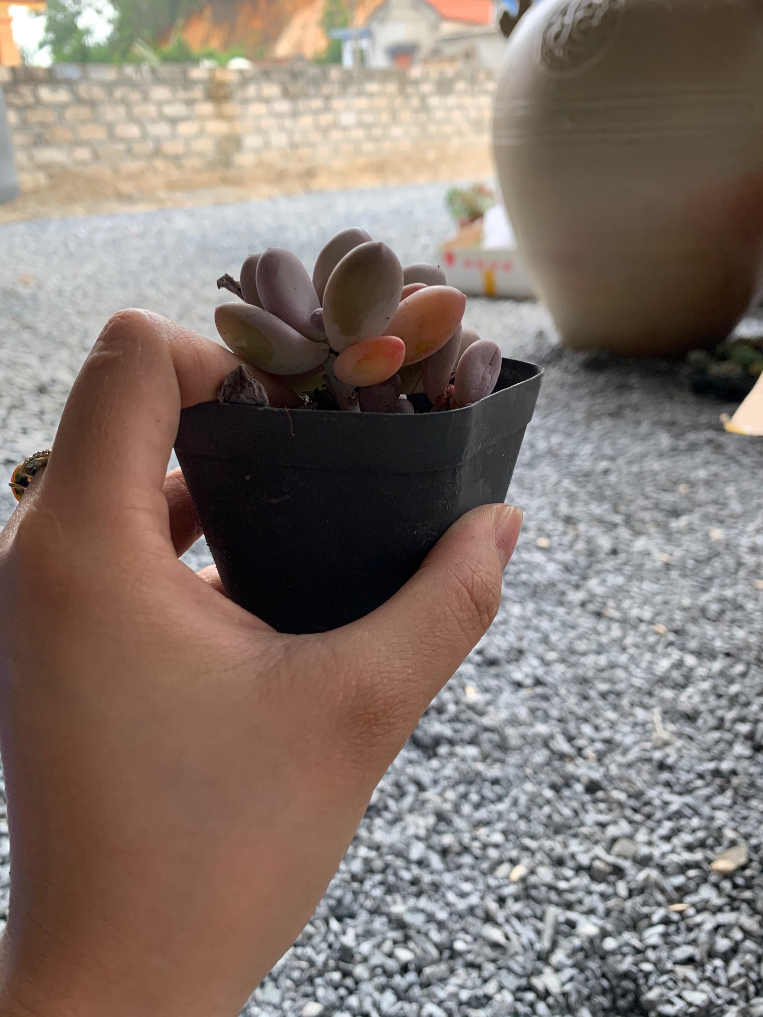 Sen sỏi hồng. Sỏi hồng. Sen đá mini. Sen thụ