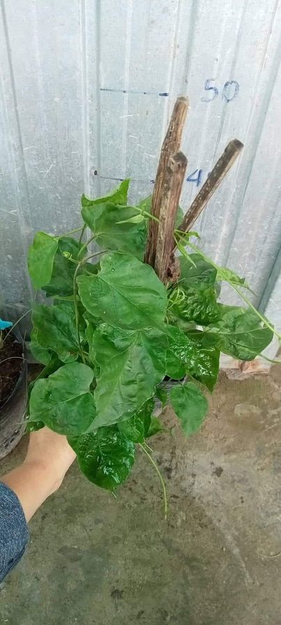 Cây Giống Hoa Thiên Lý Leo Giàn Sai Hoa
