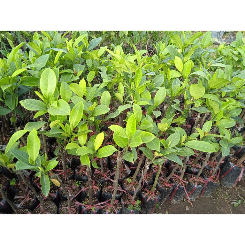 Mít tố nữ siêu trái