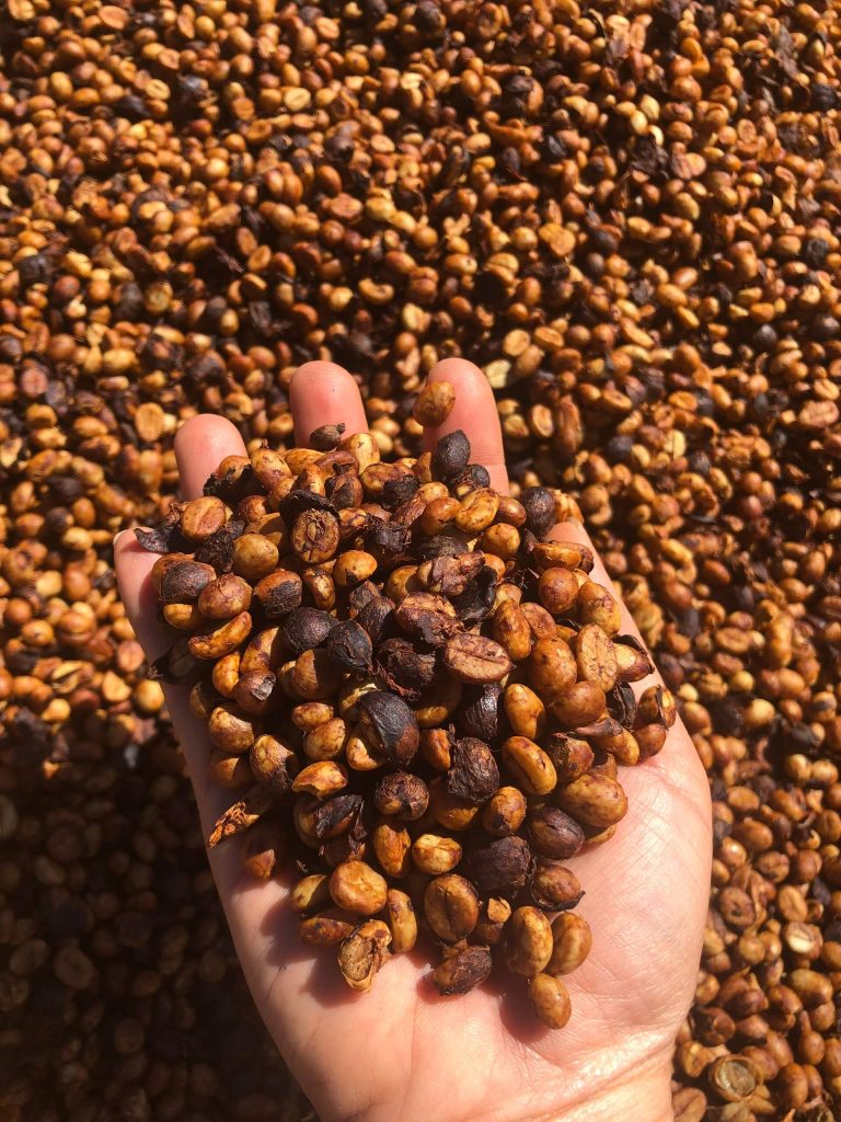 Cà phê Robusta Honey nguyên chất rang mộc 500gr