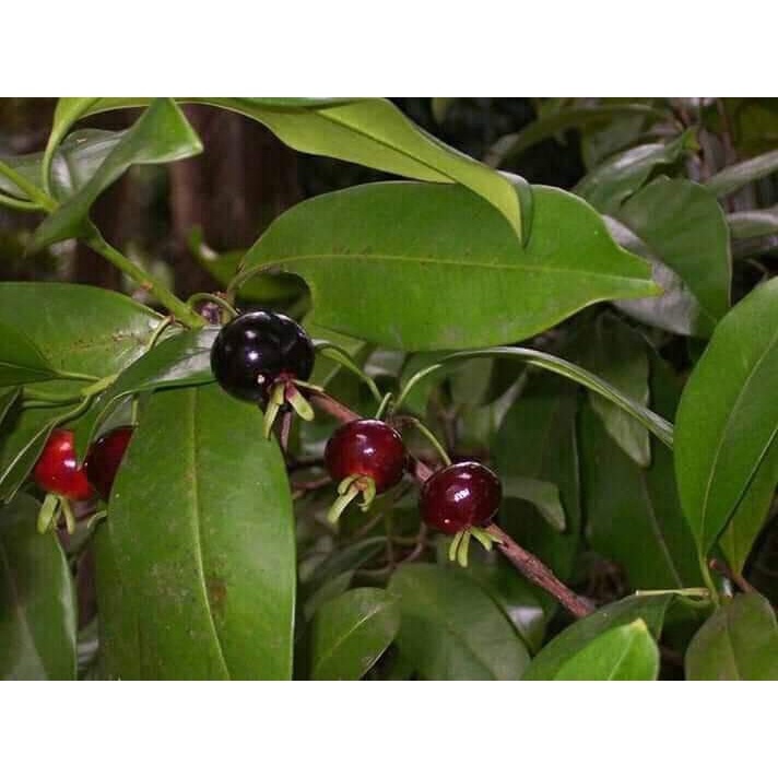 Cây giống cherry Brazil (ra trái siêu sớm- cam kết chuẩn giống)