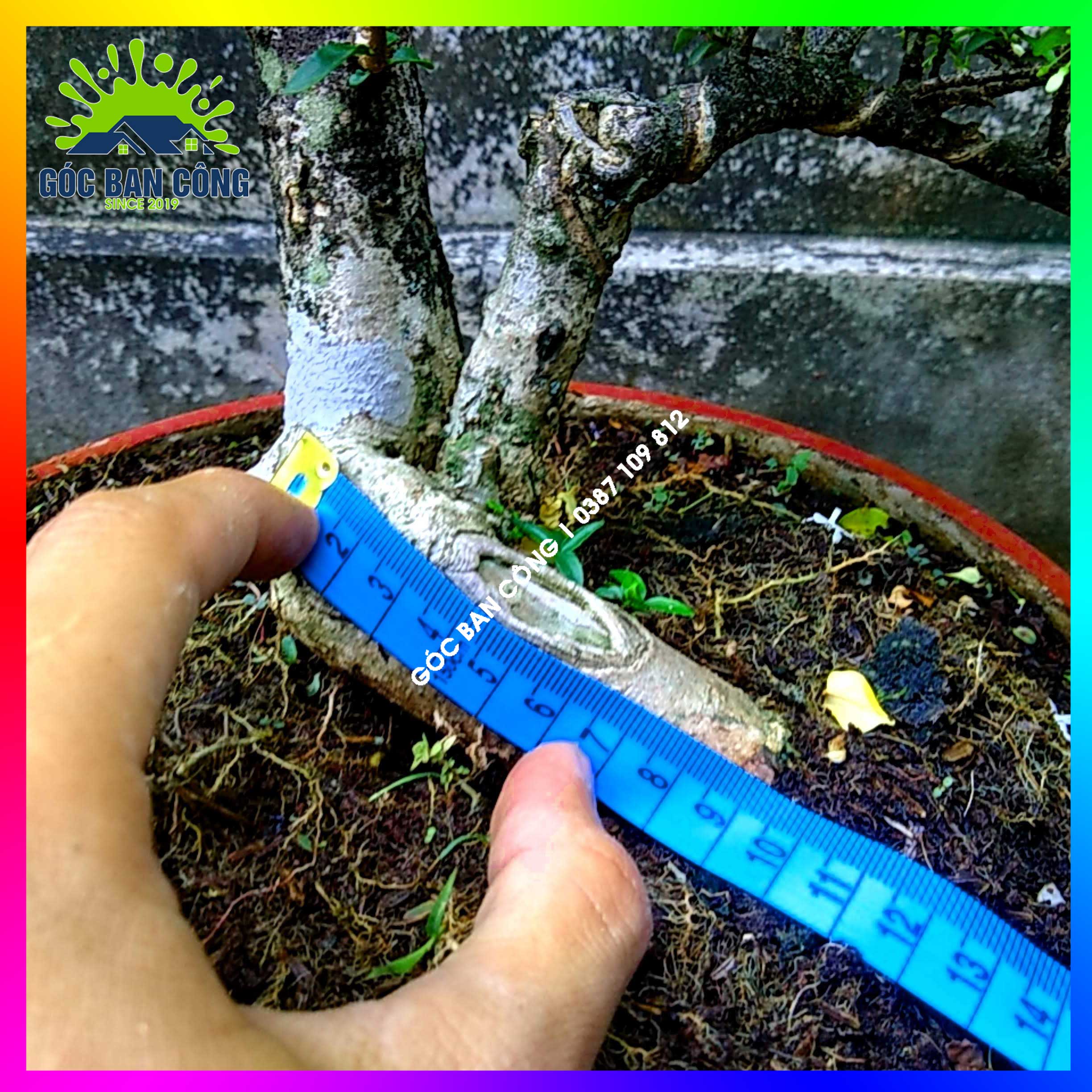 Mai Chiếu Thủy Kim Giòn Bonsai Mini - CTBS03