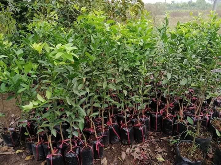 cây giống Cam Sành ghép (siêu sớm)
