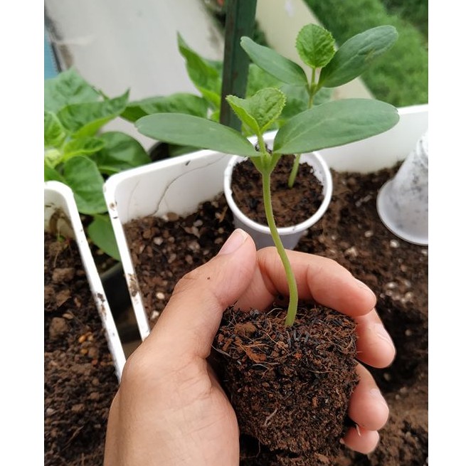 10 Hạt Giống Dưa Lưới TL3 F1