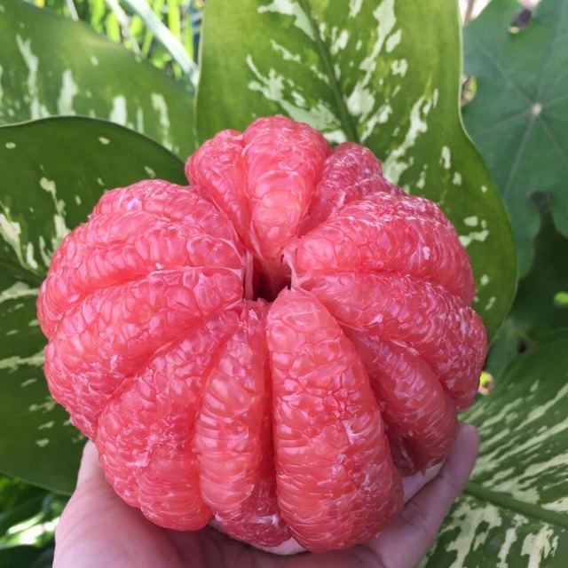 Bưởi da xanh ruột đỏ (đang trái)