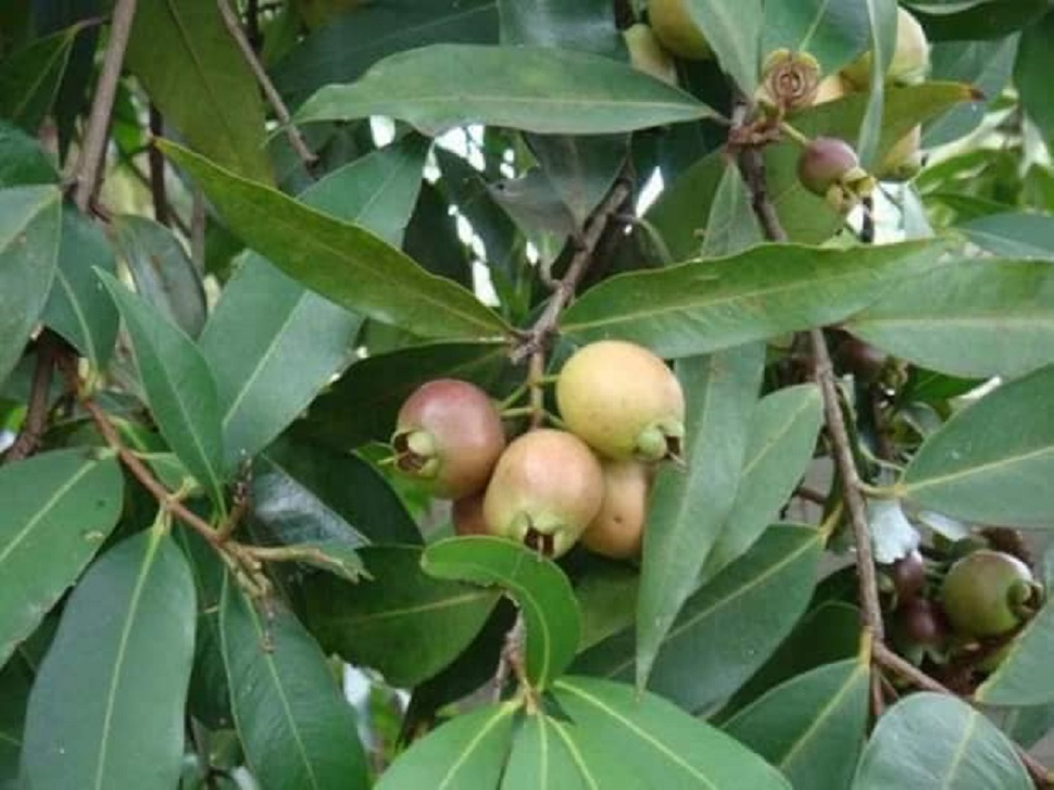 Cây giống mận lý (siêu sớm có bảo hành) GHDE