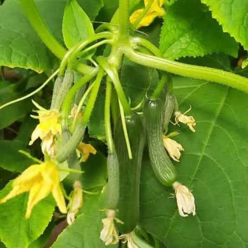 Hạt Giống Dưa Leo Nhật F1 JL41