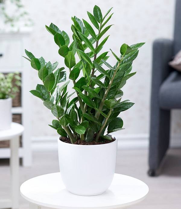 Cây Kim Tiền GỬI ĐI NGUYÊN CHẬU