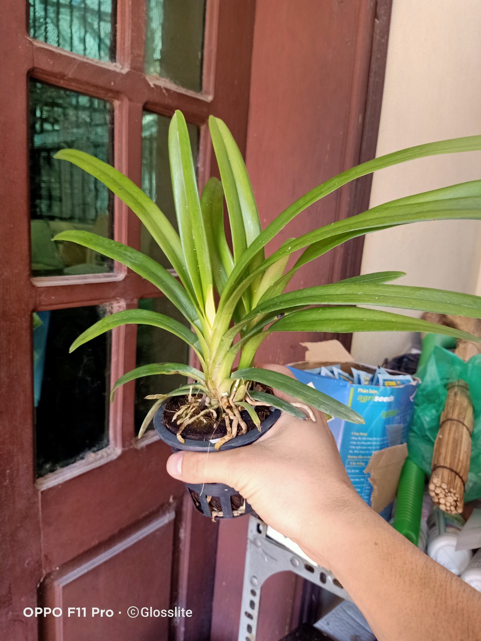 Lan Giống Kiem Jindamanee Tự Thụ cây 52