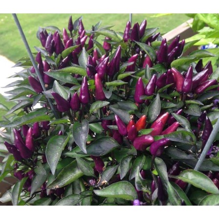 Cây giống cây ớt tím