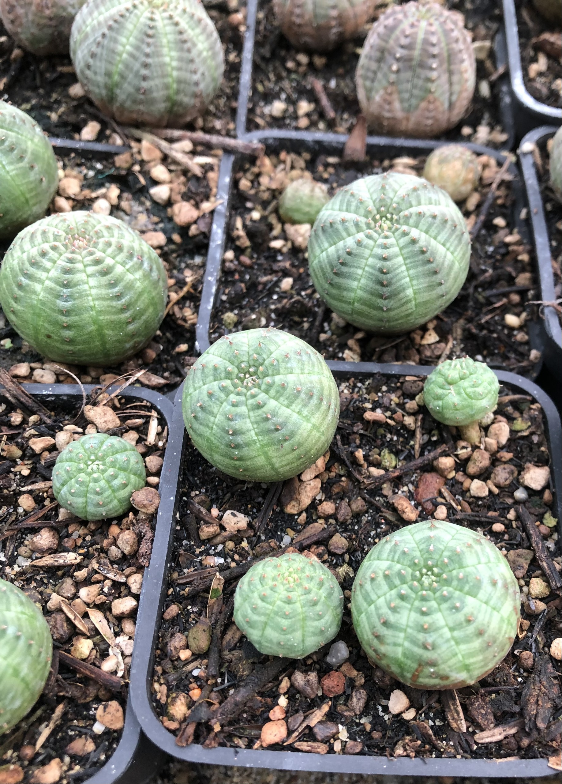 Xương rồng bóng chày Obesa