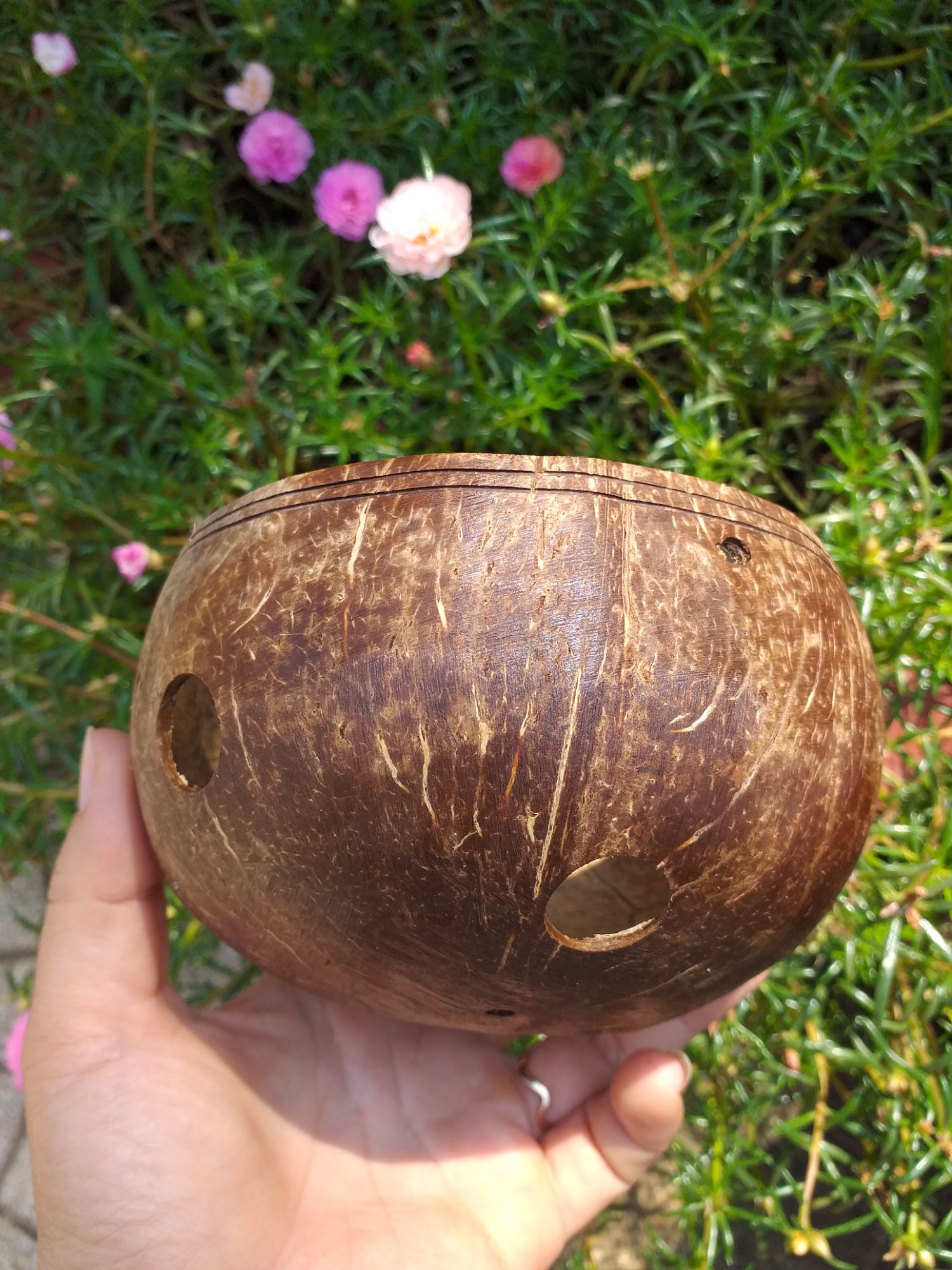Chậu gáo dừa trồng lan, hoa phủ sơn bóng