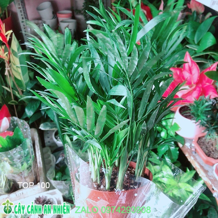 Cây cau tiểu trâm