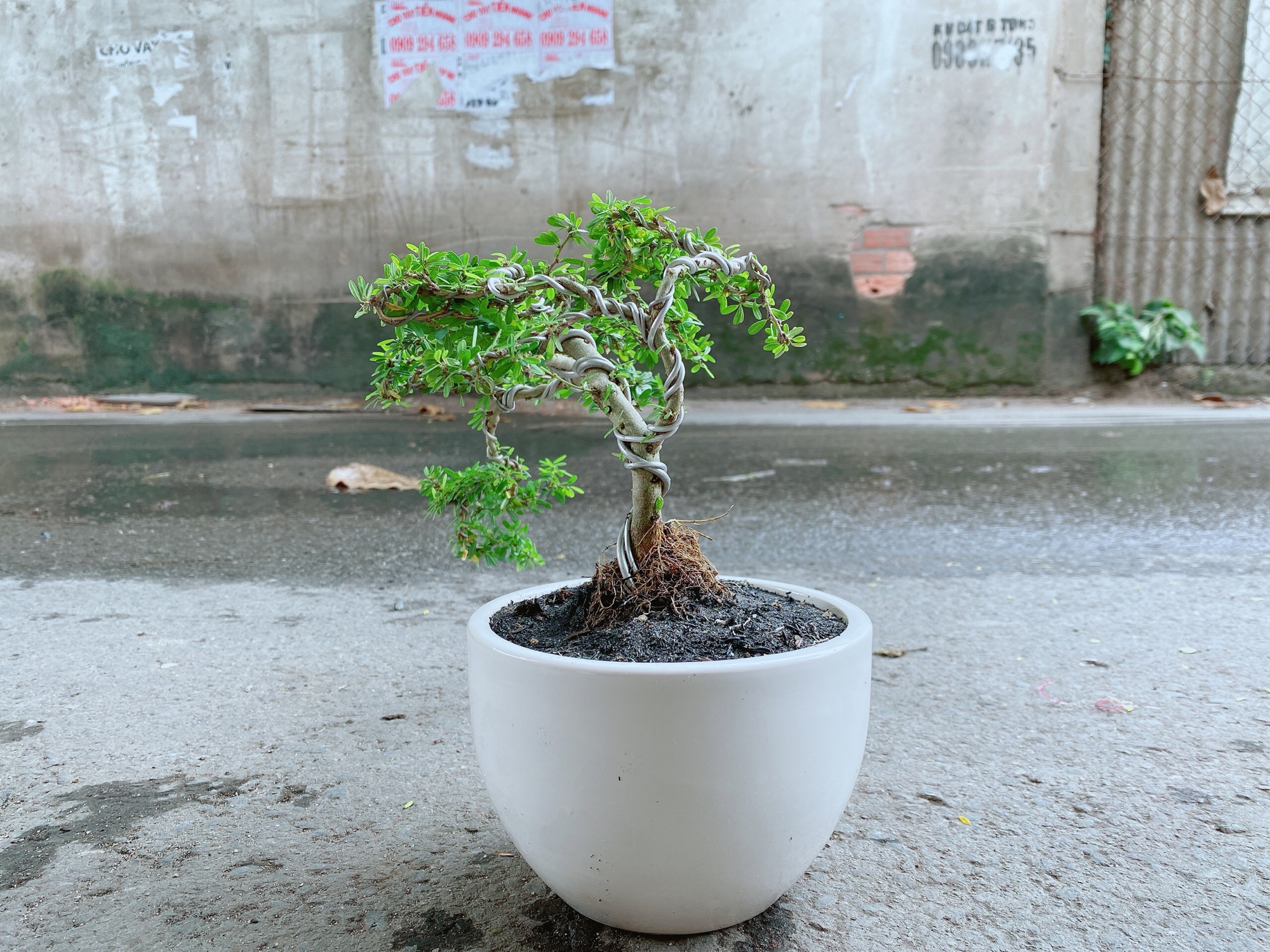Chậu Linh Sam Bonsai
