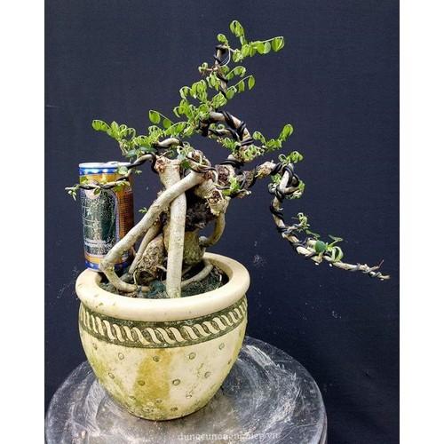 Dây Nhôm uốn cây 3.5 ly Cuộn 10 mét