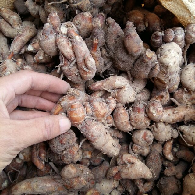Củ địa liền tươi chuẩn 01kg lz4