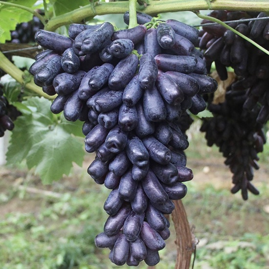 Hạt giống Nho ngón tay