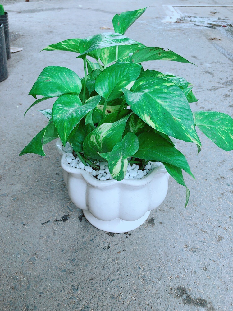 Chậu Trầu Bà Size Đại