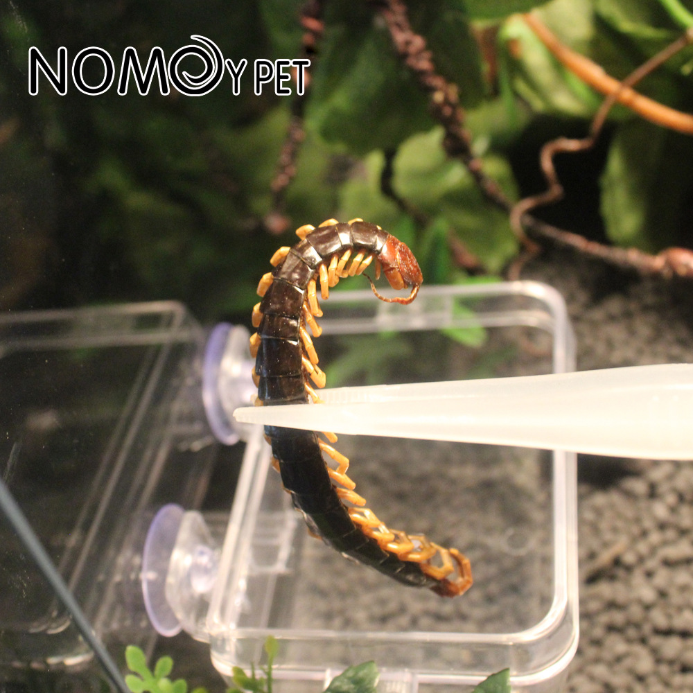 Nhíp Gắp Thức ăn cho bò sát thú cưng 18cm
