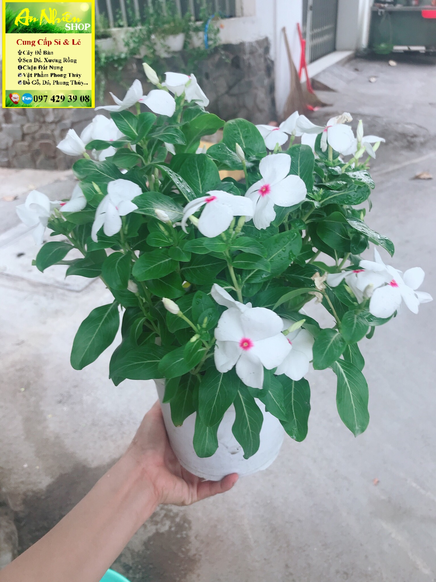Chậu hoa dừa cạn