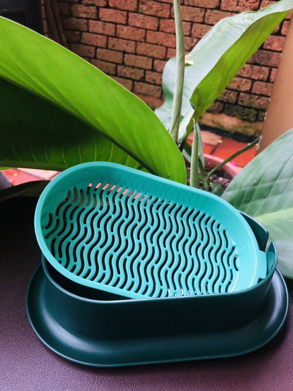 Khay trồng cỏ mèo thủy sinh