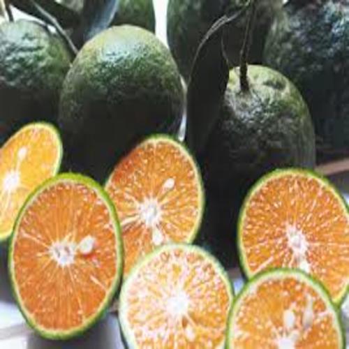 CAM SÀNH MIỀN NAM siêu quả, ngọt mát - CÂY GIỐNG CHUẨN F1