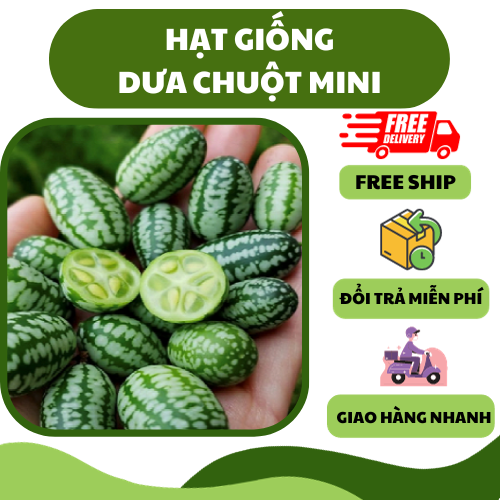 Hạt giống dưa chuột mini, dưa hấu tí hon - giòn ngọt, chịu nhiệt tốt
