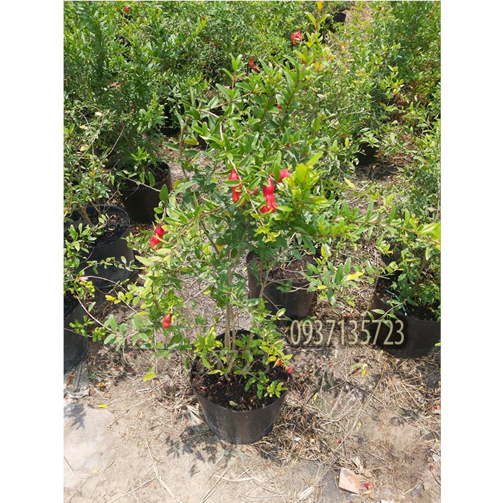 [HCM]cây lựu đỏ ấn độ  -[ ăn trái được ]-[cao từ 40-60 cm ]