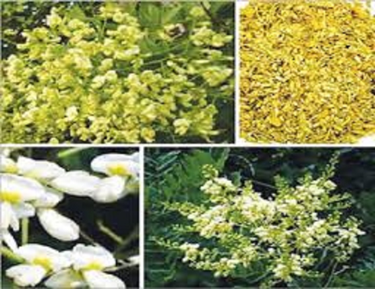 Cây hoa hòe giống, cây đẹp giống siêu sai hoa, gửi đi nguyên bầu lớn