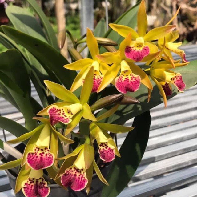 Yellow Brass Orchids with Red Tongues and Fragrant Pots Thanh