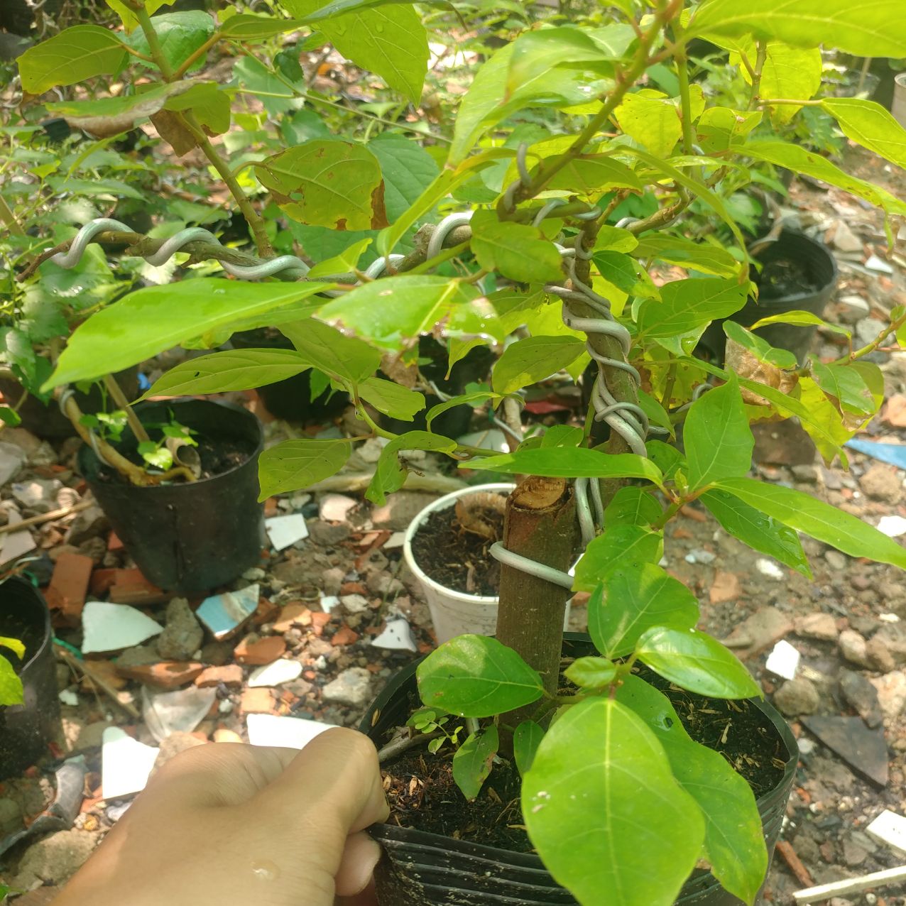 cây sung bonsai mini