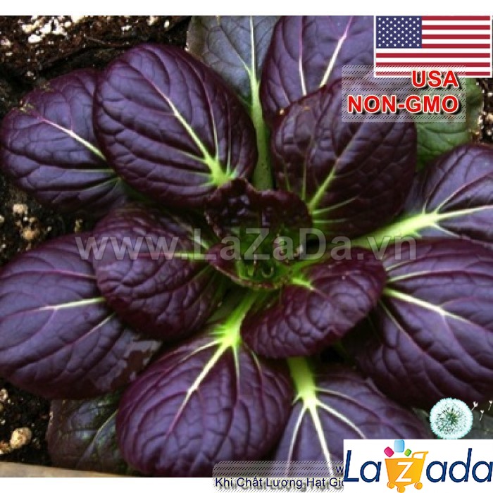 100h Hạt Giống Cải Hoa Hồng Tatsoi Đỏ (B2.203| C49*W51*M248)