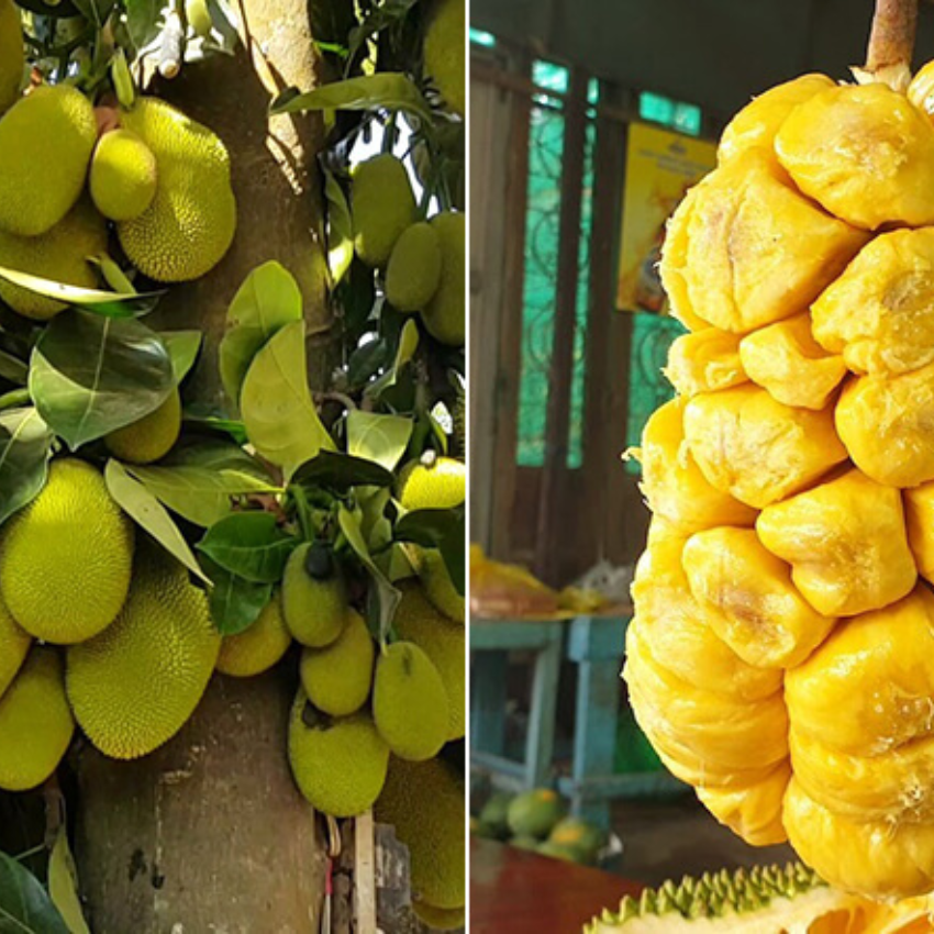 cây giống mít tố nữ - quả siêu sớm ( cây ghép nhanh ra quả)