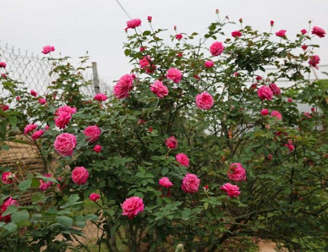 Hoa Hồng Cổ Sapa - cây tree thân gỗ ( cây nguyên bản)