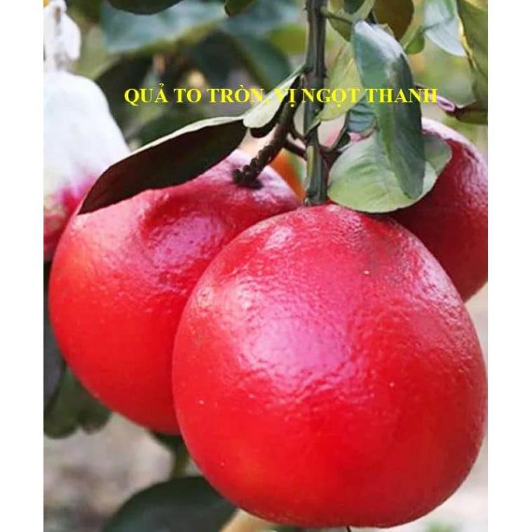 sản phẩm Bưởi đỏ Thái Lan
