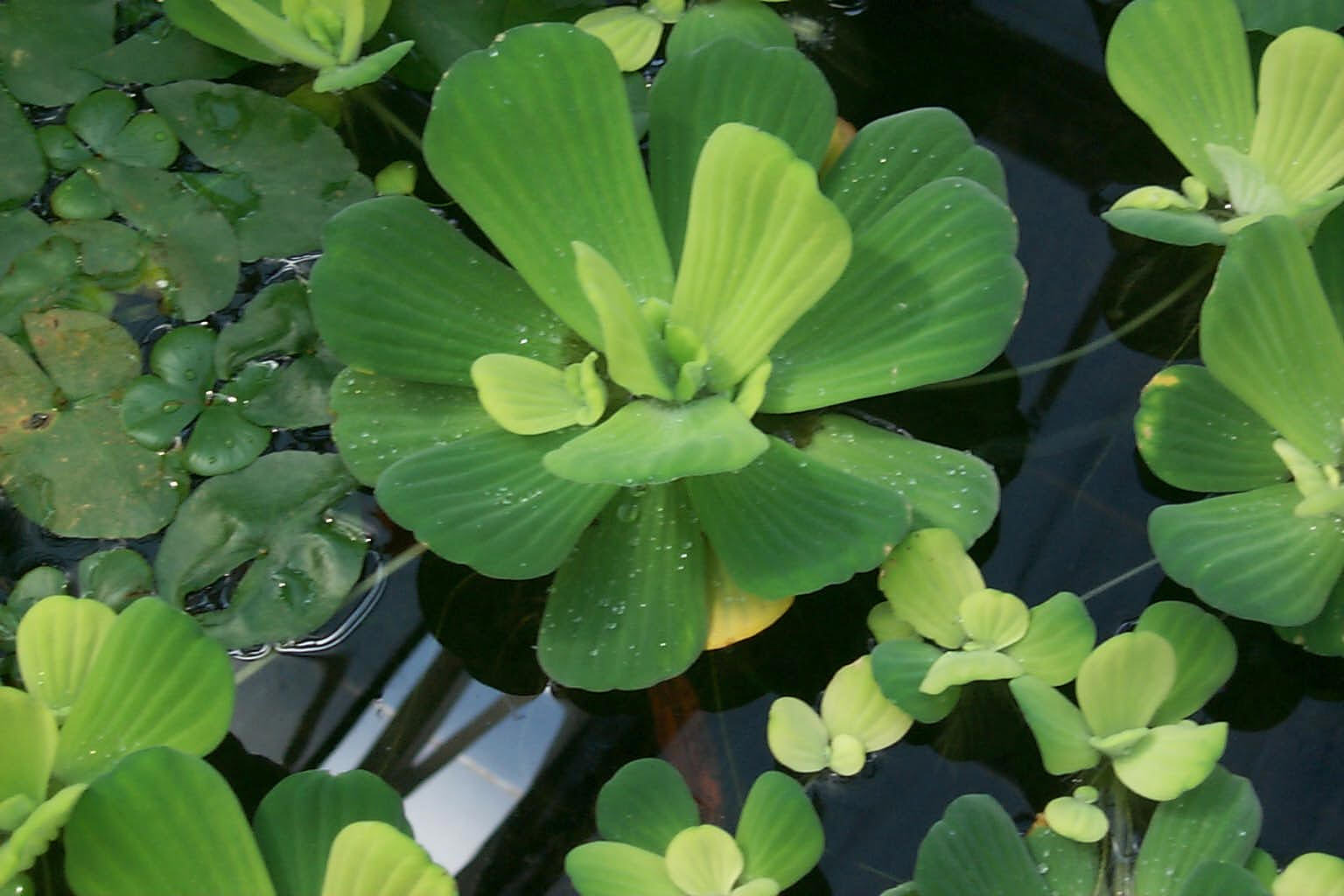 Bèo cái khô thương hạng JINDO 1kg