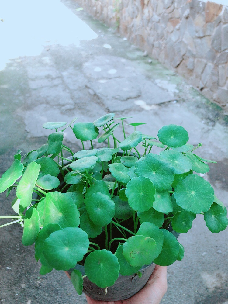 Cỏ Đồng Tiền