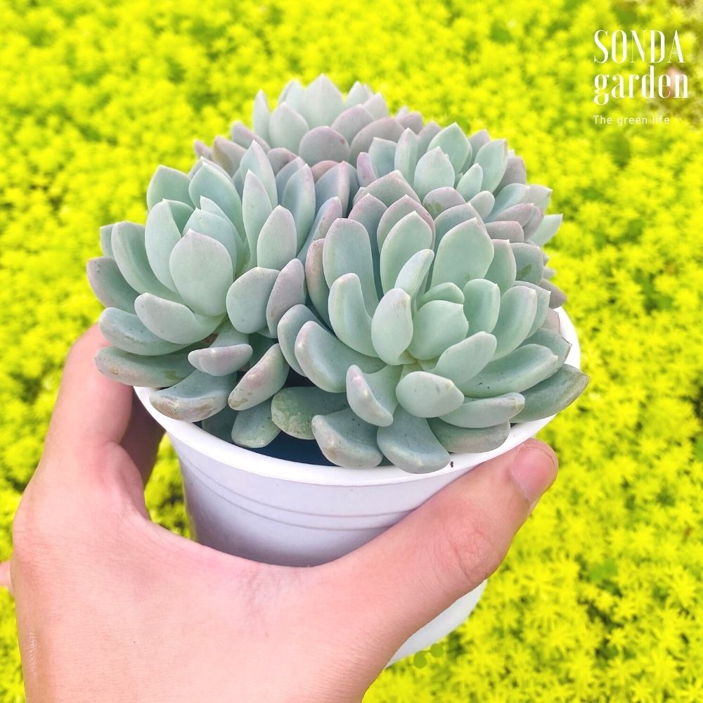 SEN ĐÁ RUBY TRẮNG SIZE TRUNG BÌNH SIÊU KHỎE ĐẸP LỖI 1 ĐỔI 1