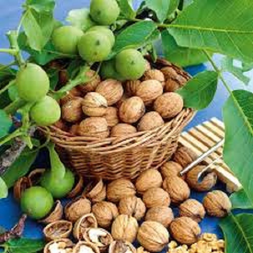CÂY GIỐNG QUẢ ÓC CHÓ SIÊU QUẢ