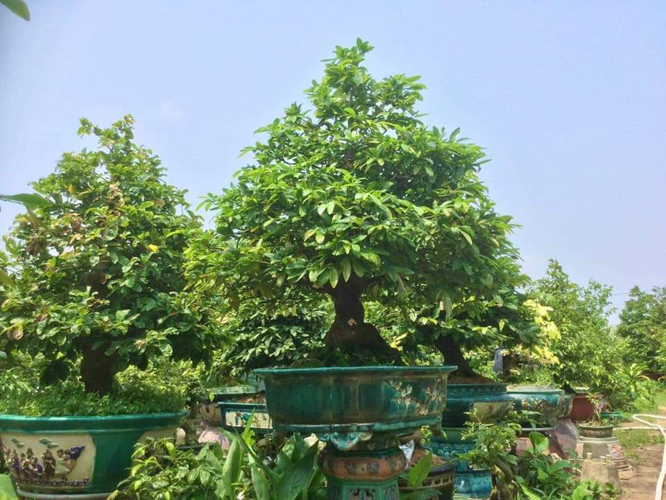 PHÂN BÓN VỌT ĐỌT RA RỄ
