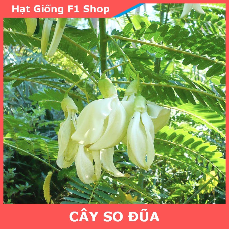 Hạt Giống Cây So Đũa Bông Trắng