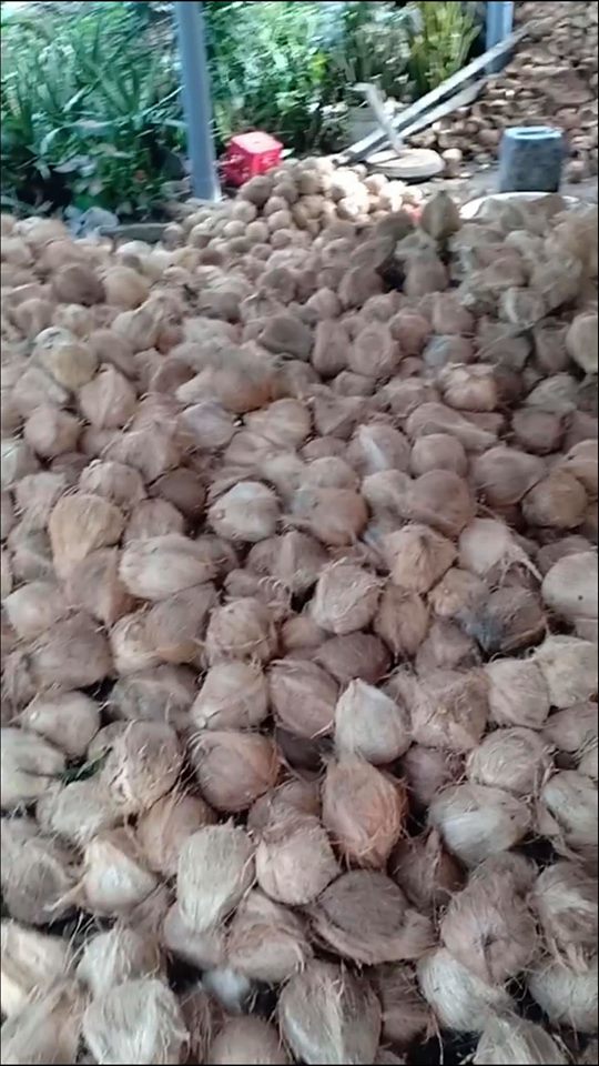500ML TINH DẦU DỪA BẾN TRE NGỬI CHỈ MUỐN ĂN