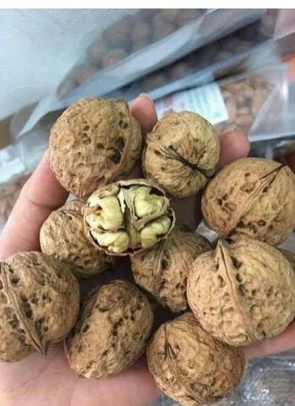 (1KG) ÓC CHÓ VÀNG ĐẶC SẢN SAPA NGUYÊN VỎ