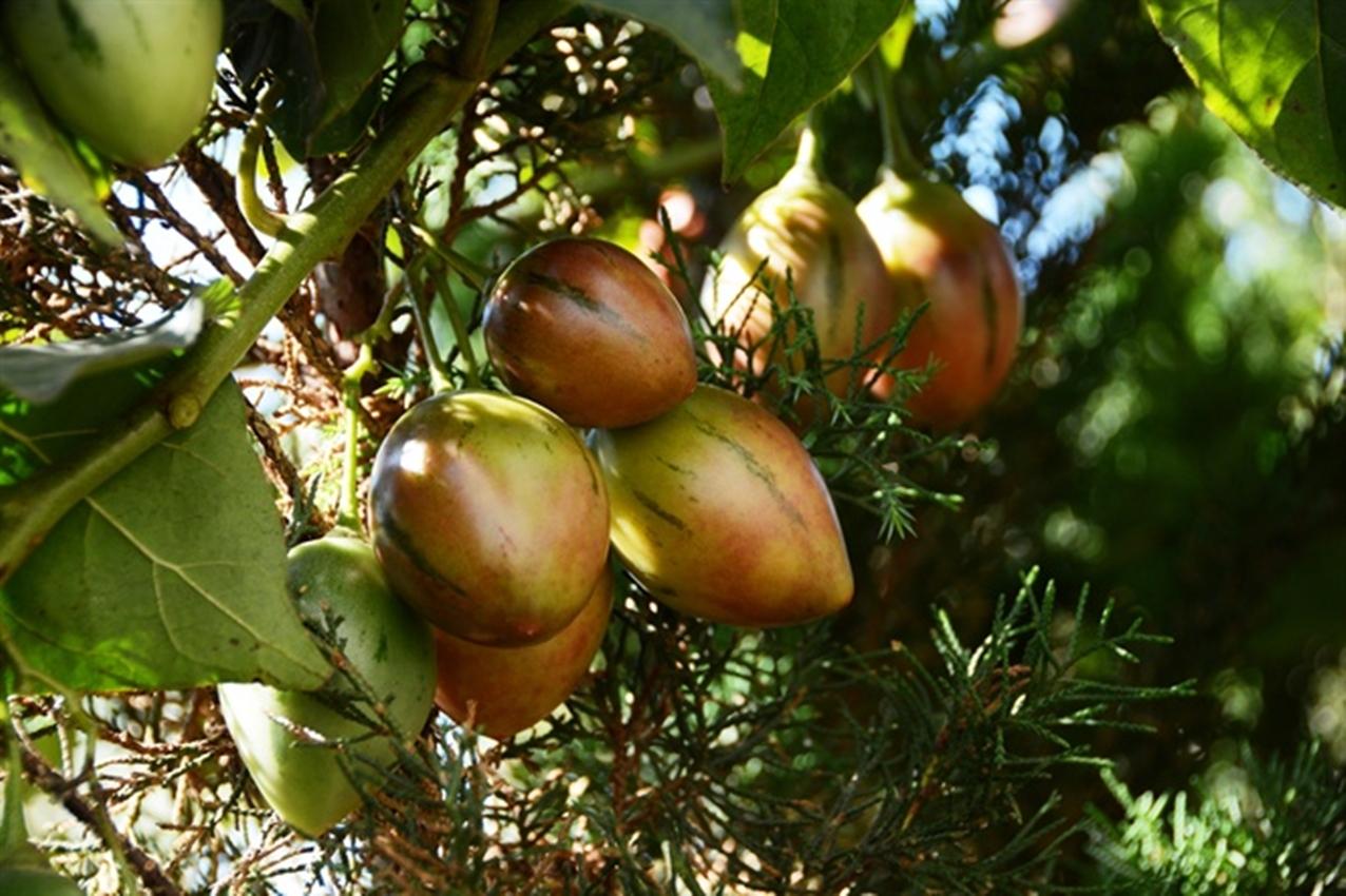 Hạt giống Cà chua thân gỗ