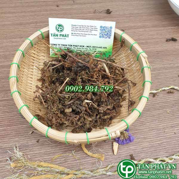 [Hàng mới về] Lá đinh lăng khô 1kg cao cấp - Hỗ trợ cải thiện sức khỏe cực kỳ hiệu quả