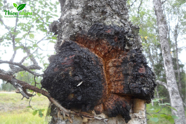 Nấm Chaga Nga Siberia 1kg