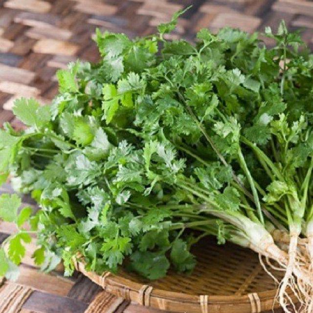 hạt giống ngò rí (rau mùi)- gói 20gr