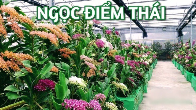 Ngọc điểm cây giống