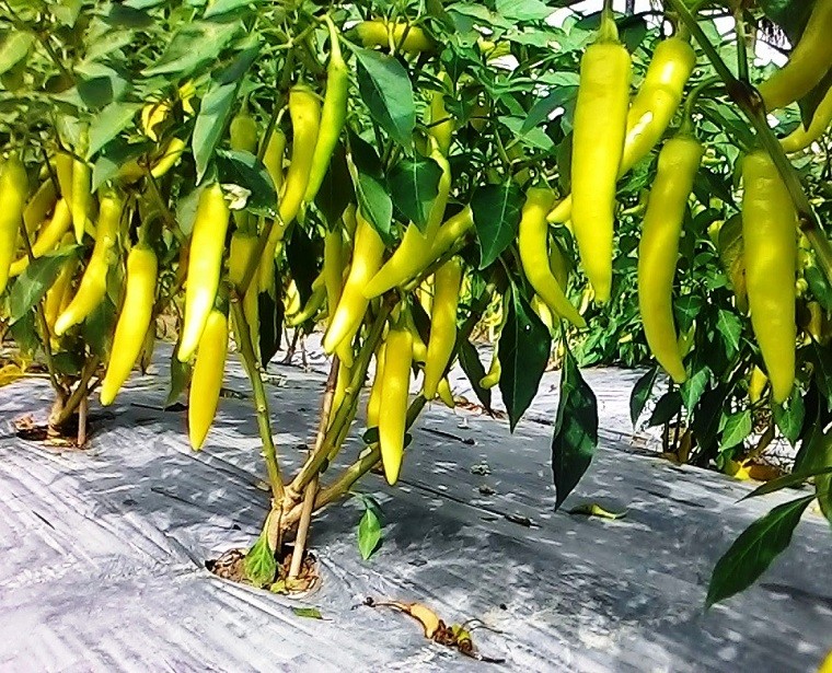 "Gói 30 Hạt " Hạt giống ớt sừng vàng F1 Châu phi