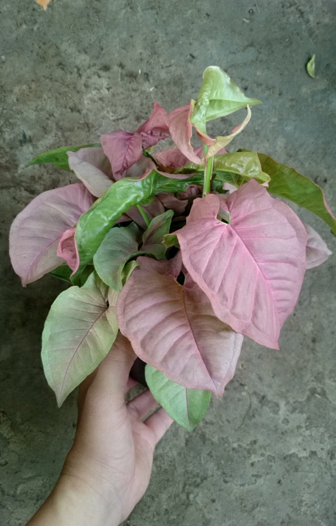 Cây Trầu Bà Hồng - Cây cảnh mini để bàn
